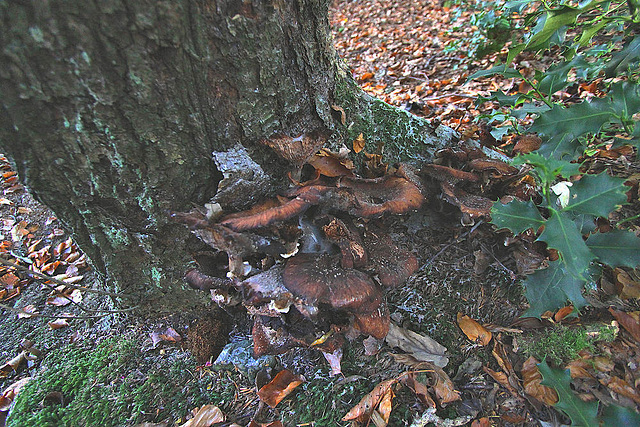 20101013 8519Ww [D~LIP] Dunkler Hallimasch (Armillaria ostoyae), Externsteine, Horn-Bad Meinberg