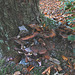 20101013 8519Ww [D~LIP] Dunkler Hallimasch (Armillaria ostoyae), Externsteine, Horn-Bad Meinberg