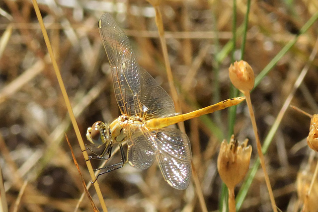 Red-veined Darter f teneral (Sympetrum fonscolombii)