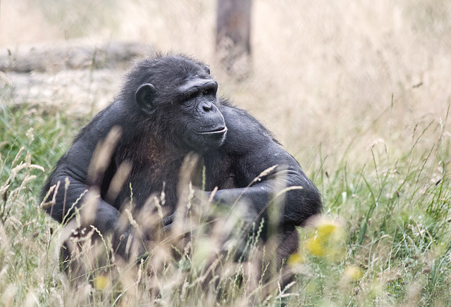 Chimp in the grass