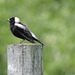 Bobolink