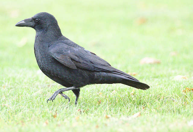 Carrion Crow EF7A9571