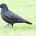 Carrion Crow EF7A9571