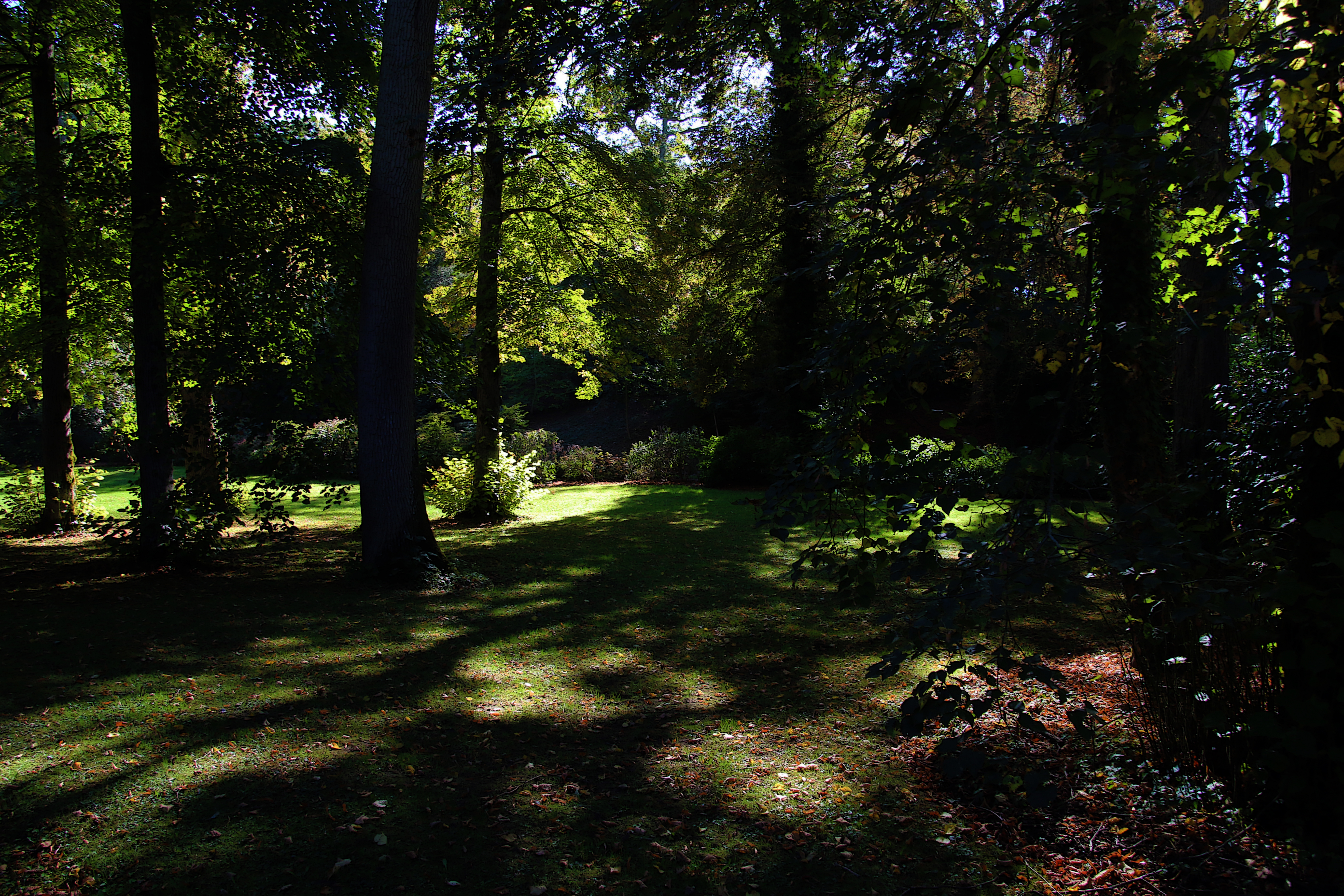 Lumière en sous-bois .