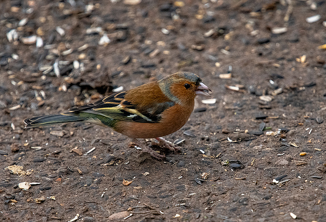 Chaffinch