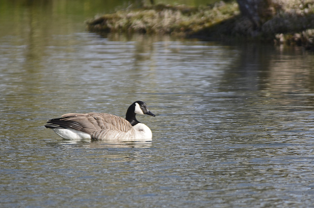 oie bernache qui reste sur ce plan d'eau l'été