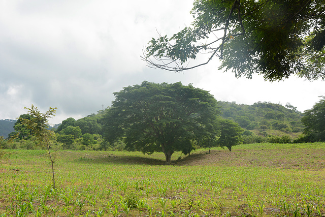 Honduras, Sprawling Tree on the Lawn