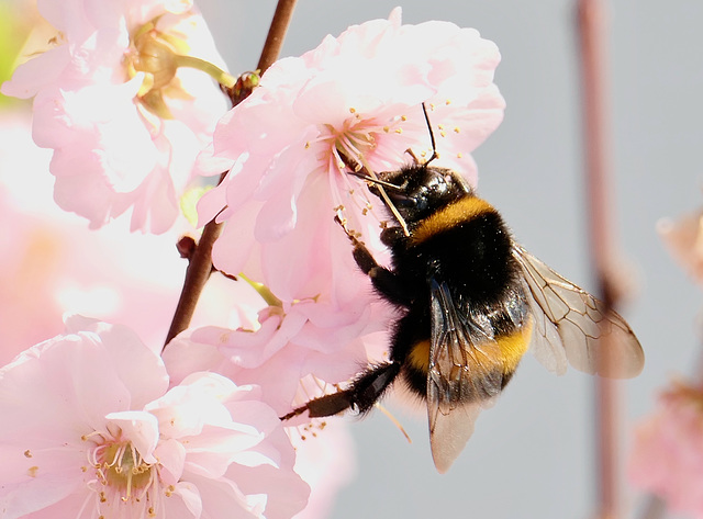 Hummel an Ziermandel