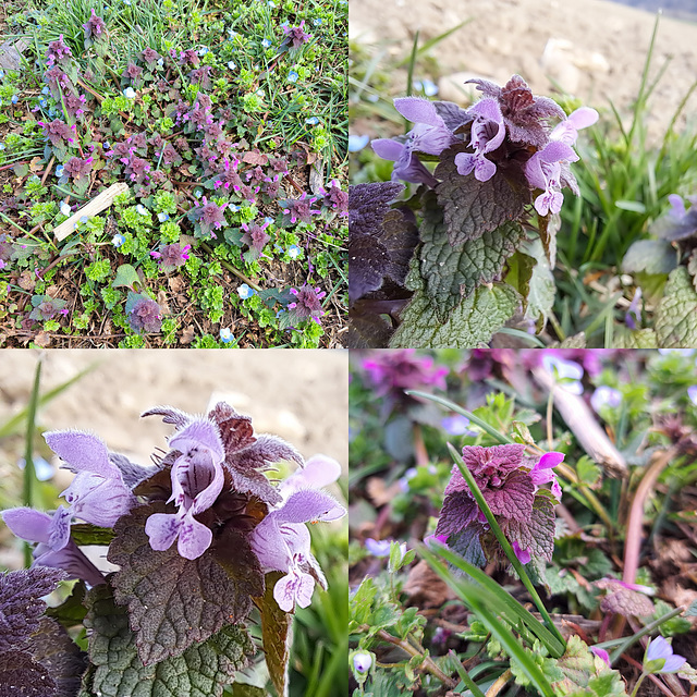 Purpurrote Taubnessel (Lamium purpureum)