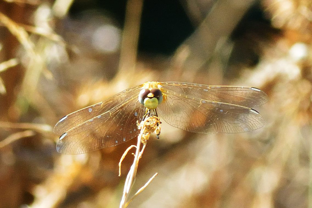 Red-veined Darter f teneral (Sympetrum fonscolombii) 2