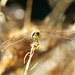 Red-veined Darter f teneral (Sympetrum fonscolombii) 2