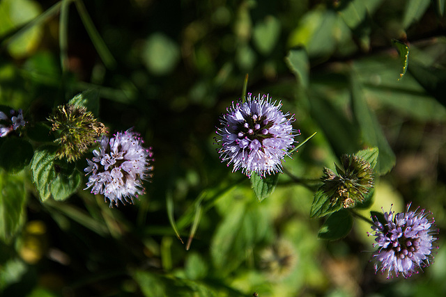 20140912 5217VRAw [NL] Terschelling