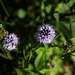 20140912 5217VRAw [NL] Terschelling