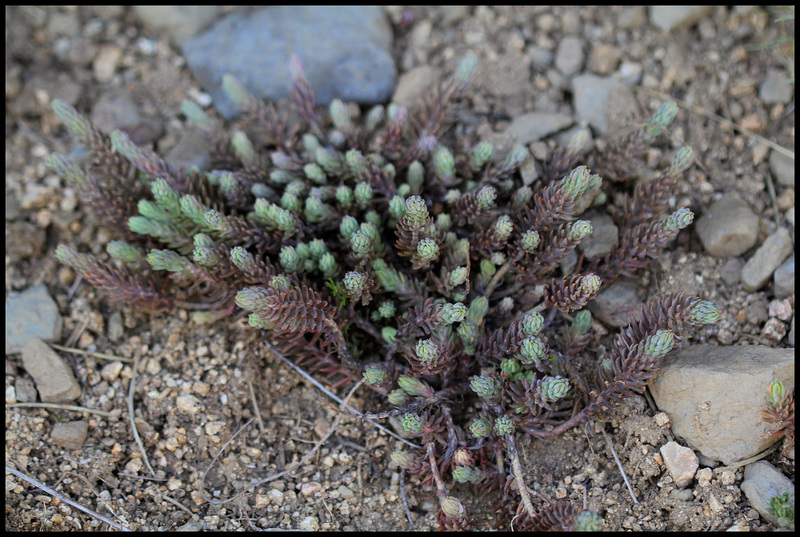 Petrosedum rupestre reflexum