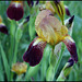 Iris ancien (1)
