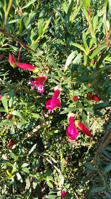 eremophila glabra