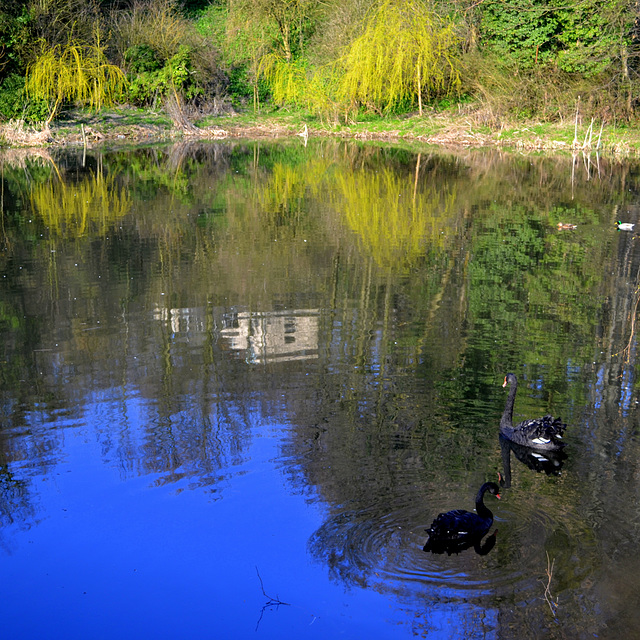 Swan Pond