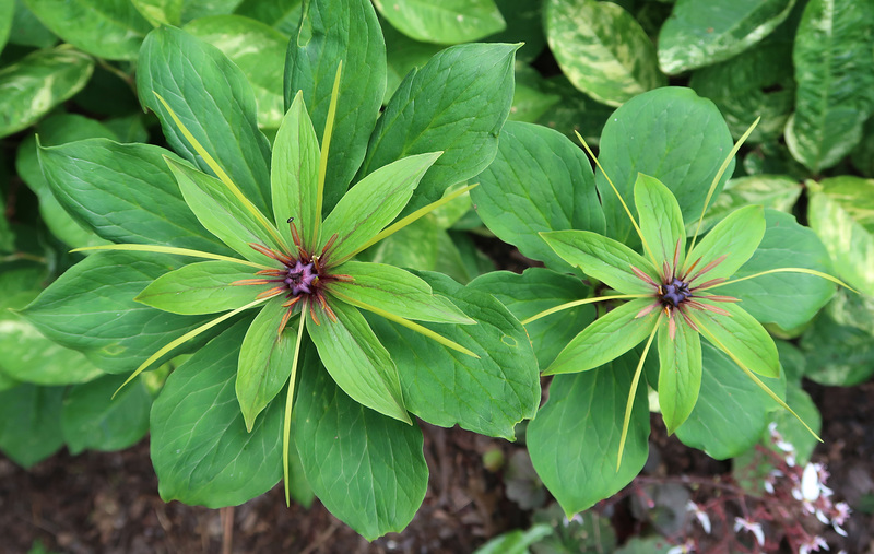 Paris polyphylla