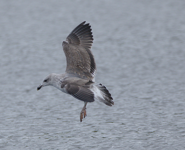 Immature Gull EF7A9536