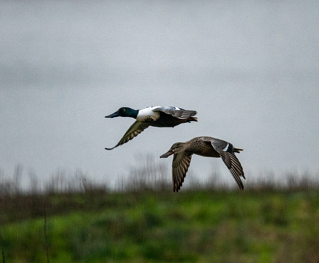 Incoming shoveller ducks