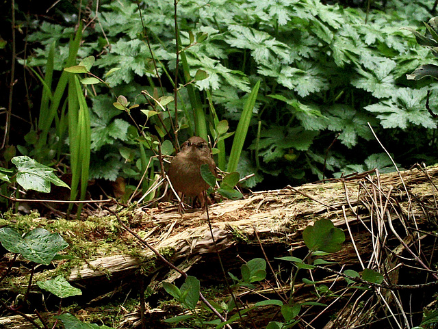 Wren