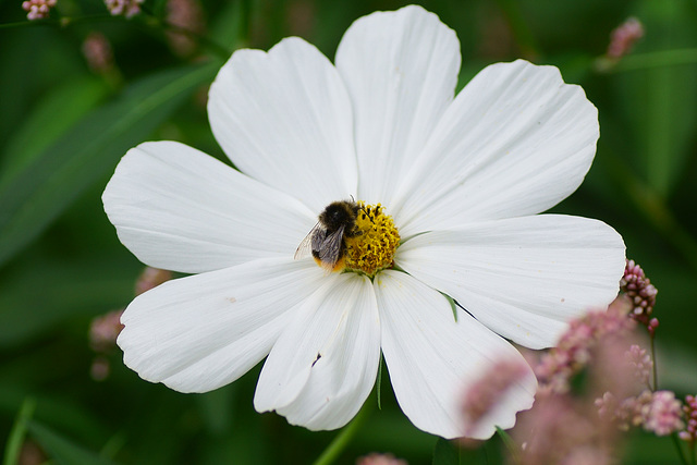 Steinhummel auf Cosmos bipinnatus