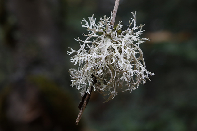 Lichens