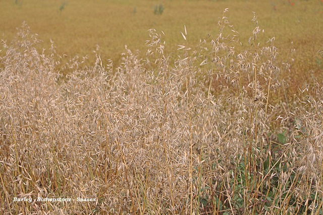 Oats - Bishopstone - Sussex - 3 8 2019