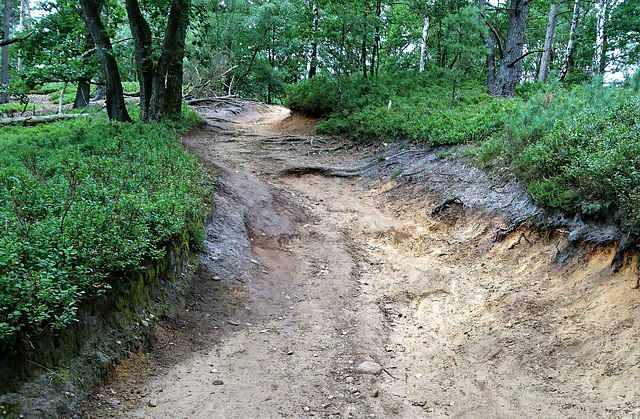 Blaubeer-Wanderweg