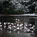 Gulls and Ducks on ice