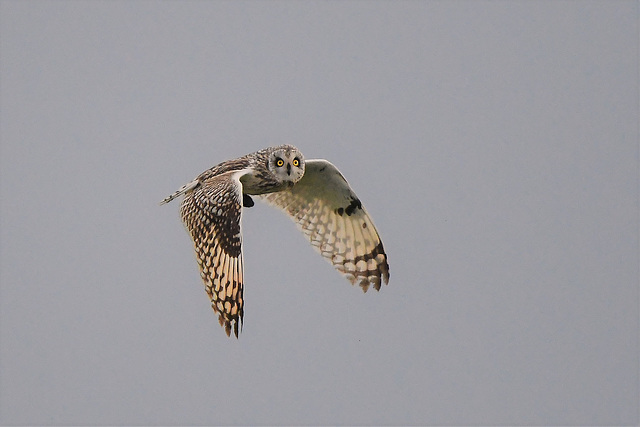 Sumpfohreule - fliegt - Hibou des marais