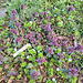 Purpurrote Taubnessel (Lamium purpureum)