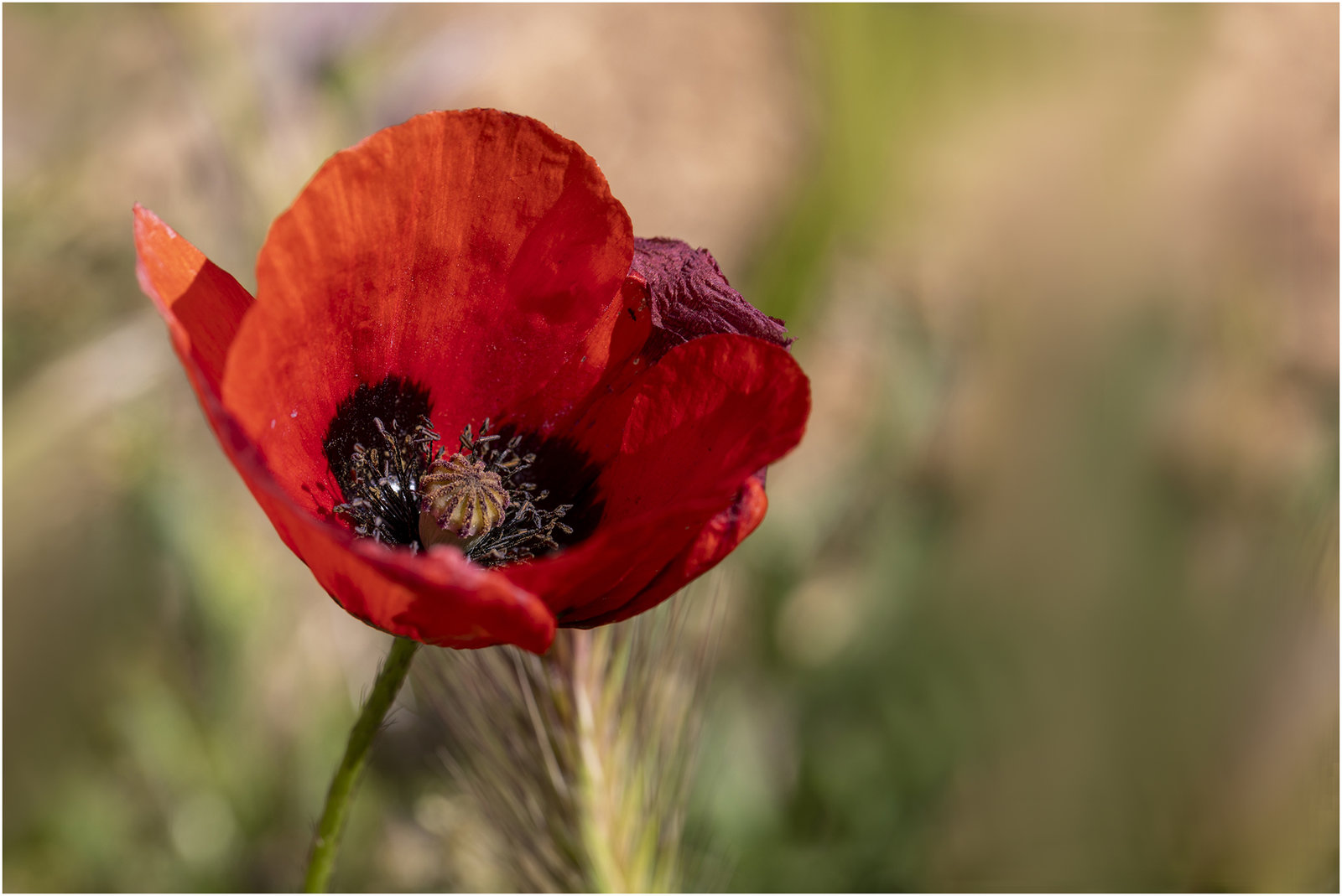 Rouge comme ... - Rot wie ... - Red as ...