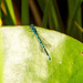 Azure damselfly Azure damselfly