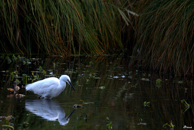 Aigrette garzette à la pêche