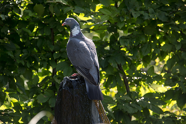 20140801 4451VRAw [D~E] Ringeltaube, Gruga-Park, Essen