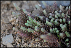 Petrosedum rupestre reflexum