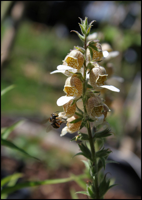 Digitalis lanata (2)