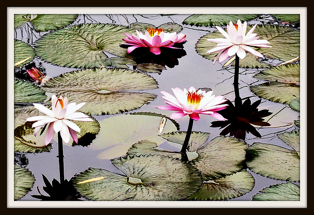 Water Lilies