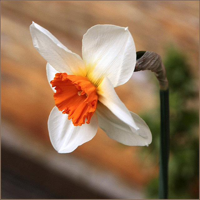 Passer à l'orange pour le narcisse