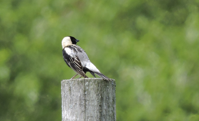 Bobolink