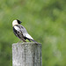 Bobolink