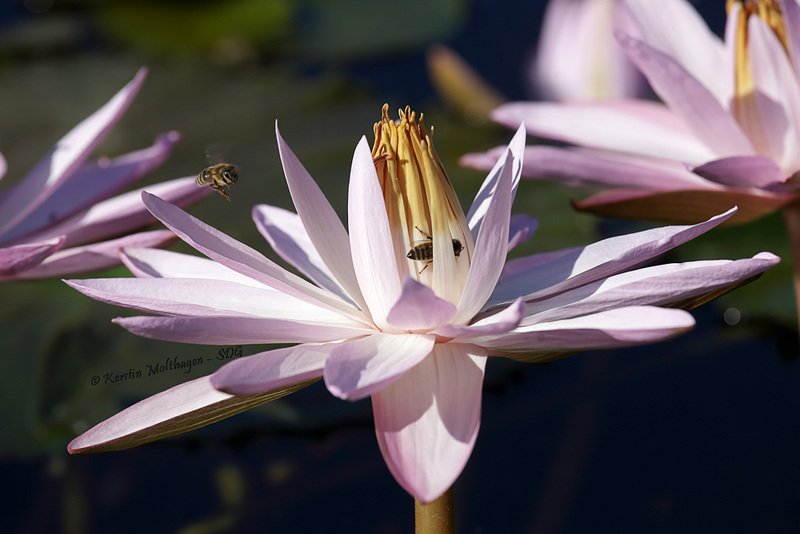 Seerose mit Biene (Wilhelma)