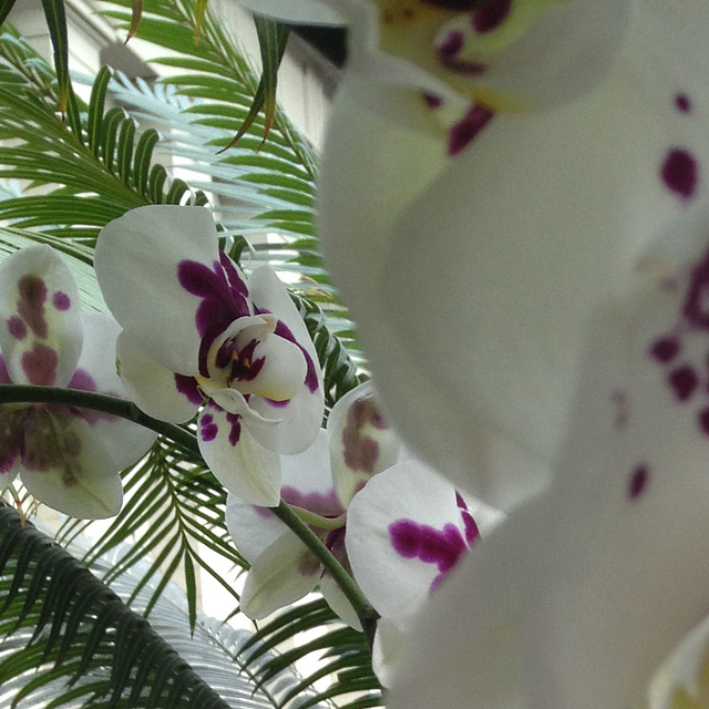 Phalaenopsis