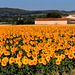 Ardèche rhodanienne