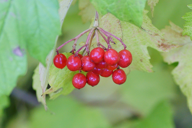 Beeren des gemeinen Schneeballs