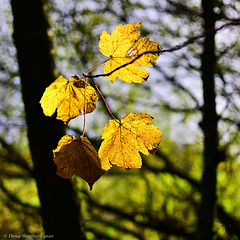 Golden Sycamore