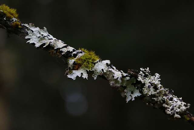 Lichen and Moss