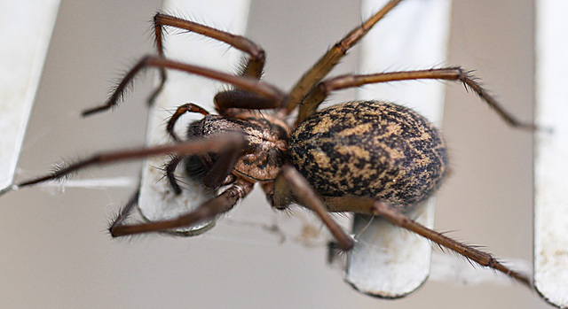 20100514 3441Mw [D~LIP] Haus-, Winkelspinne (Eratigena atrica syn. Tegenaria atrica), Bad Salzuflen