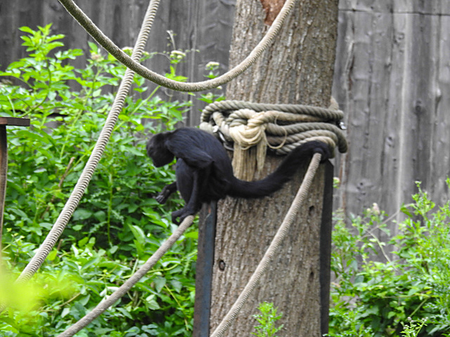 20210709 1418CPw [D~OS] Braunkopf Klammeraffe, Zoo Osnabrück